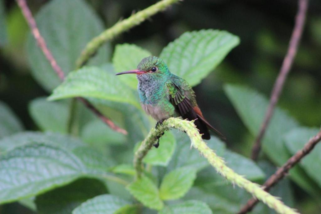 Hotel Vista Del Cerro La Fortuna Екстериор снимка